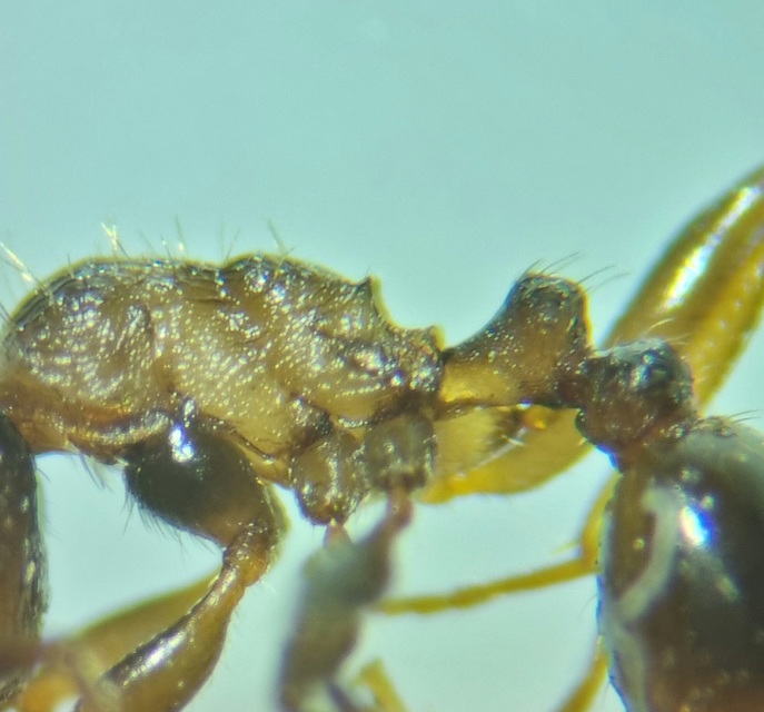 Tetramorium ferox - orosz gyepihangya