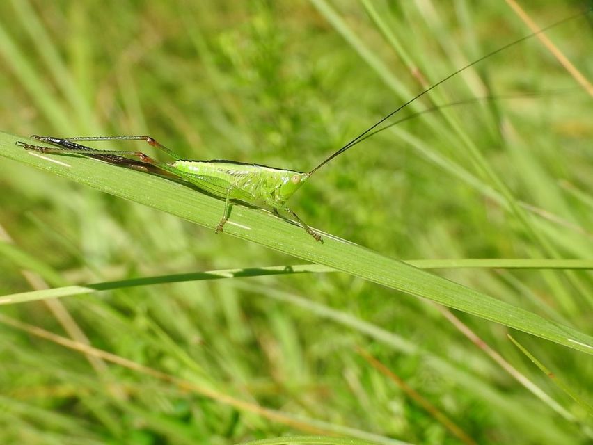 Conocephalus