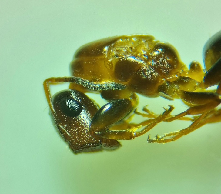 Colobopsis truncata - kapushangya