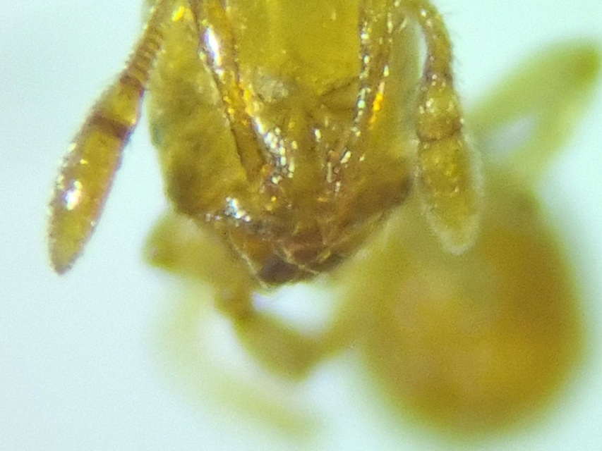 Solenopsis fugax - tolvajhangya