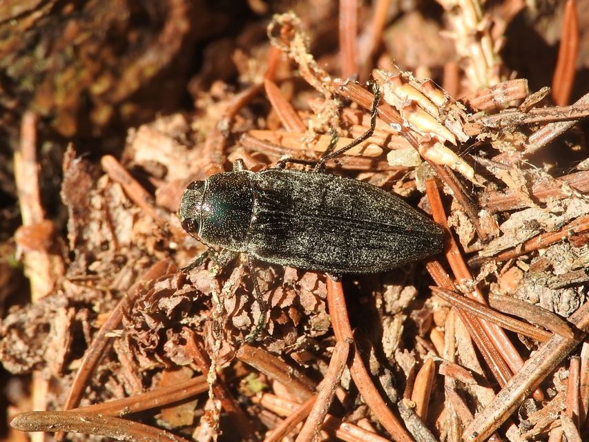 Buprestis haemorrhoidalis - foltosfejű díszbogár