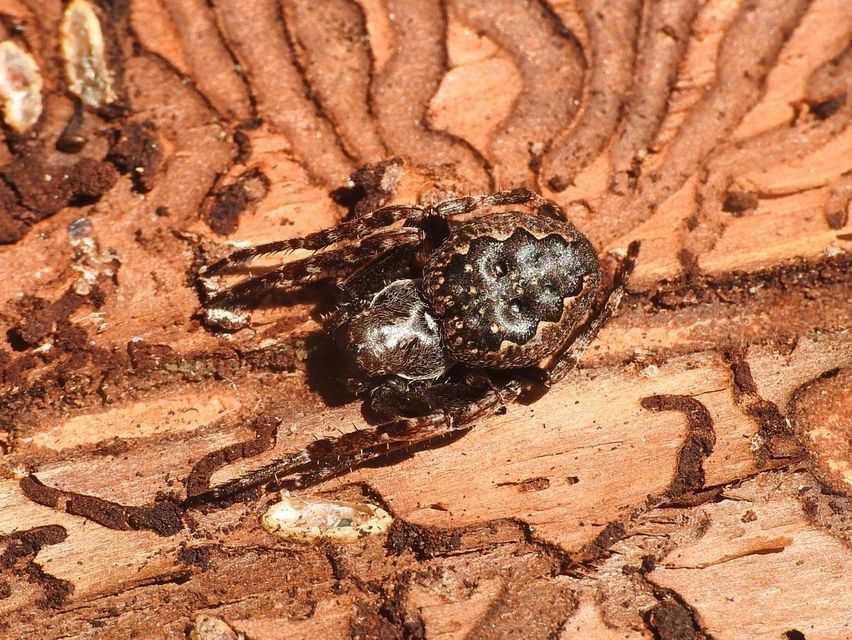 Nuctenea umbratica - közönséges rés-keresztespók