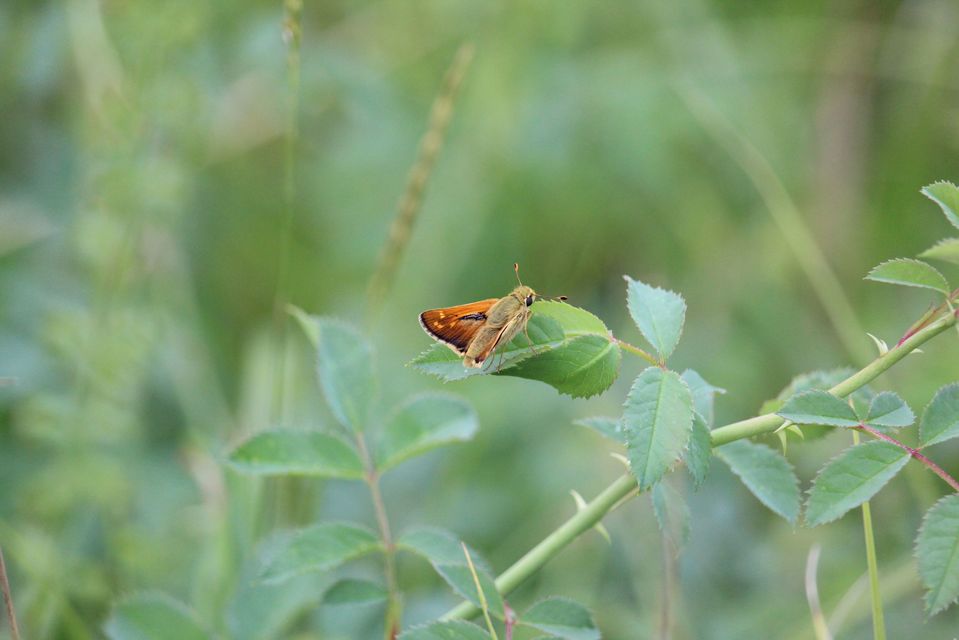 Hesperia comma - vesszős busalepke