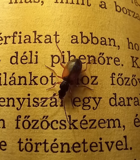 Anchomenus dorsalis - hátfoltos kisfutó
