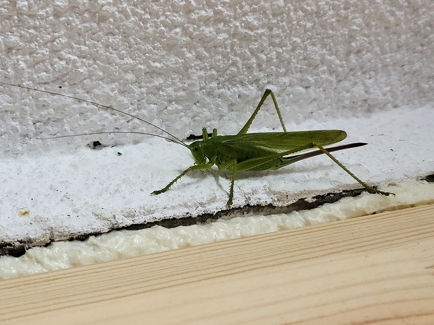 Tettigonia caudata - farkos lombszöcske