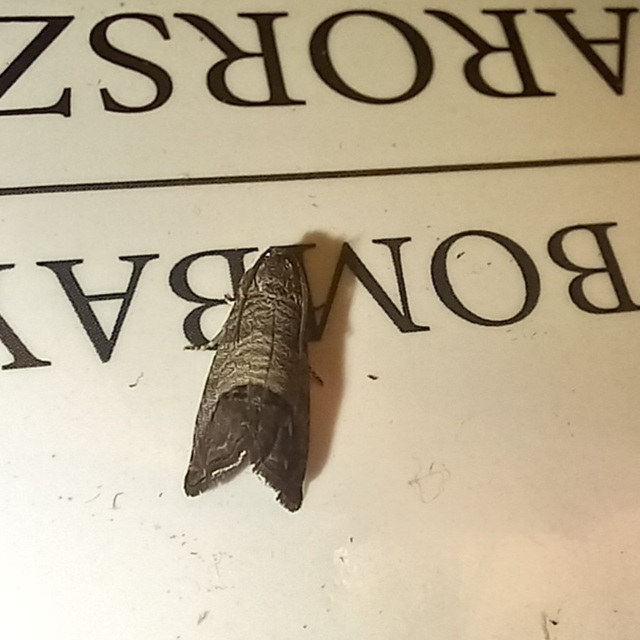 Cydia pomonella/pyrivora
