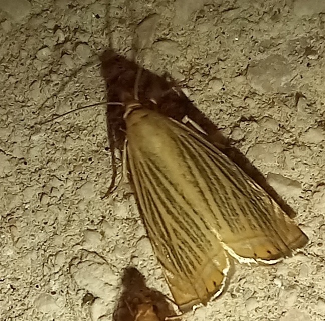 Chrysoteuchia culmella - kerti fűgyökérmoly
