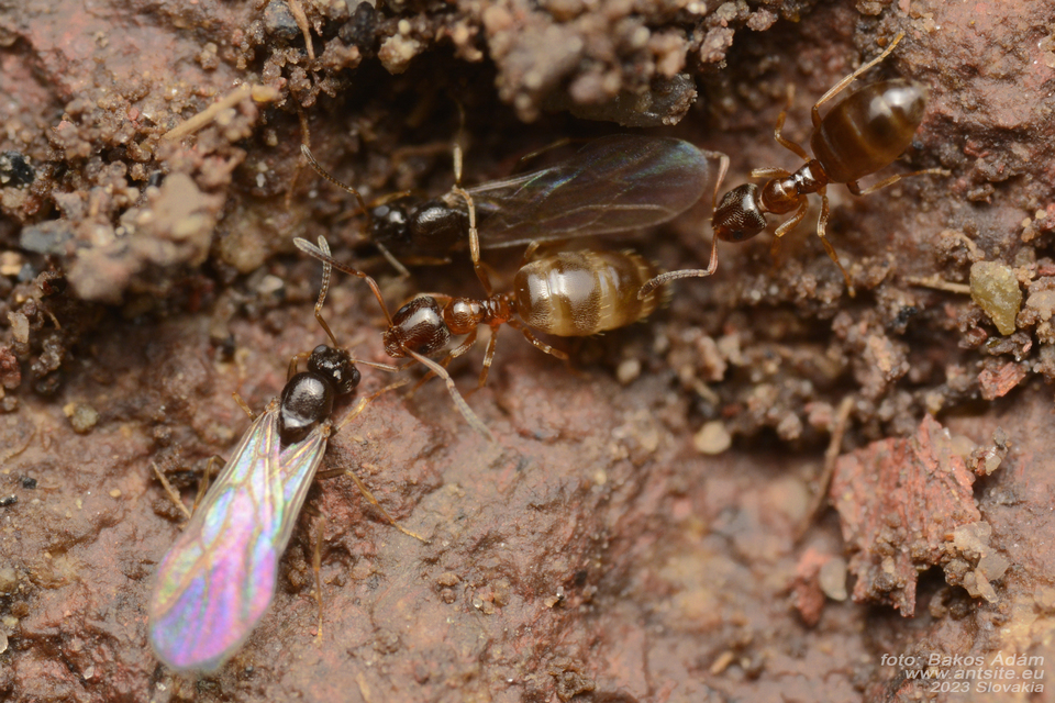 Plagiolepis pygmaea - lapos törpehangya