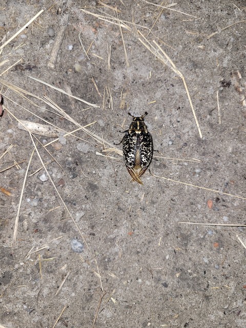 Polyphylla fullo - csapó cserebogár