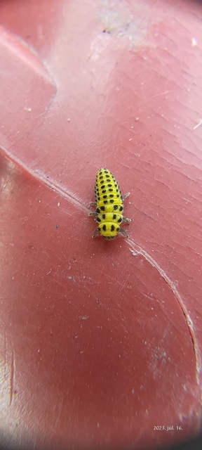 Psyllobora vigintiduopunctata - huszonkétpettyes katica
