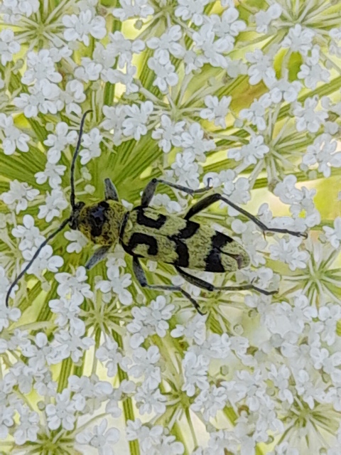 Chlorophorus varius - díszes darázscincér