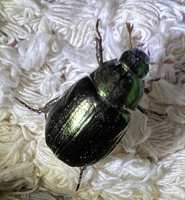 Mimela aurata - nyugati szipoly