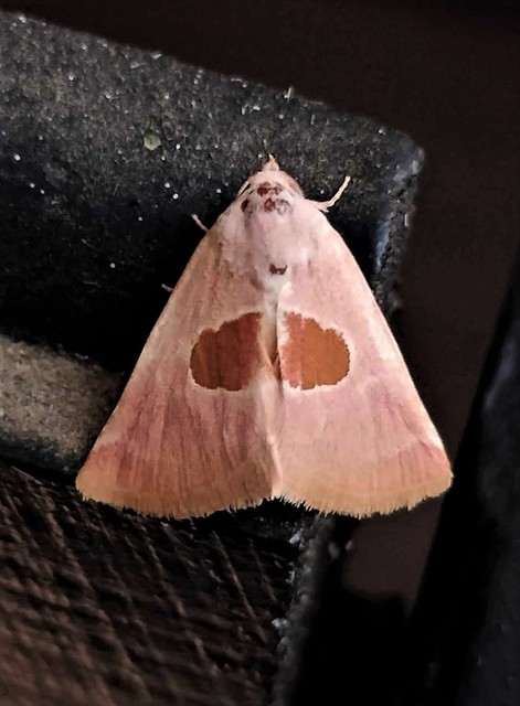 Calymma communimacula - pajzstetűfaló bagoly