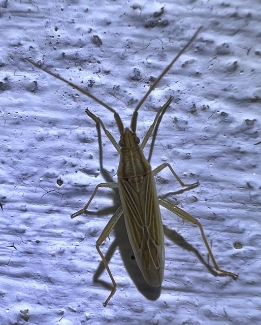 Stenodema calcarata - sarkantyús mezeipoloska