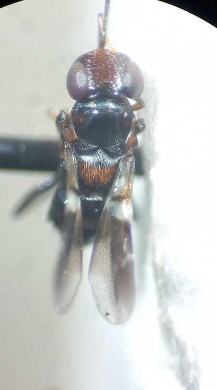 Encyrtus
