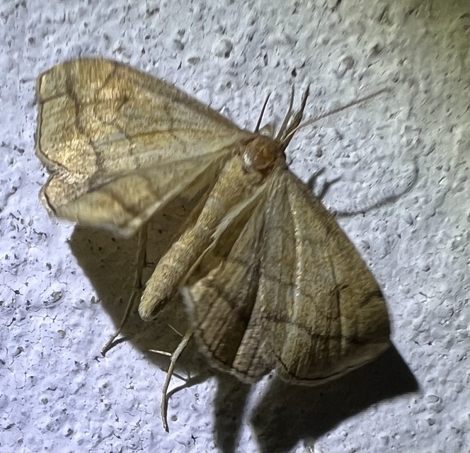 Polypogon gryphalis - láperdei karcsúbagoly