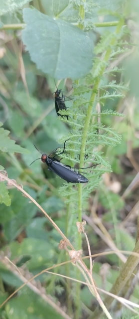 Epicauta rufidorsum - hollóbogár