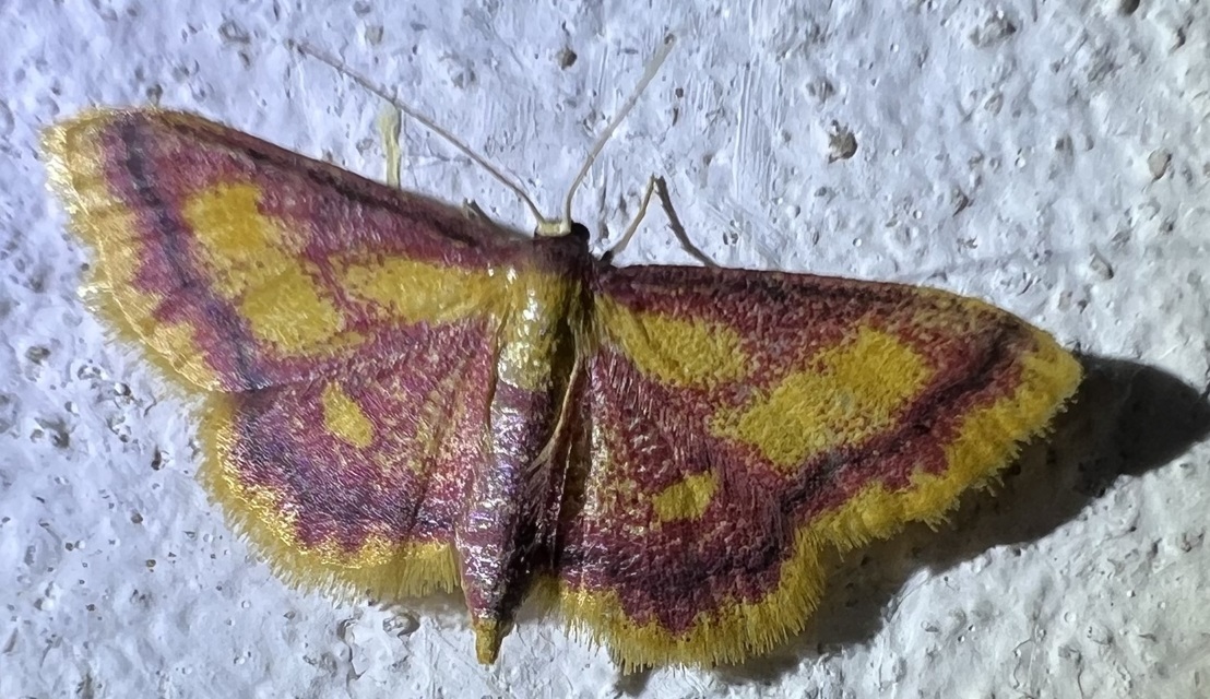 Idaea muricata - mocsári pirosaraszoló