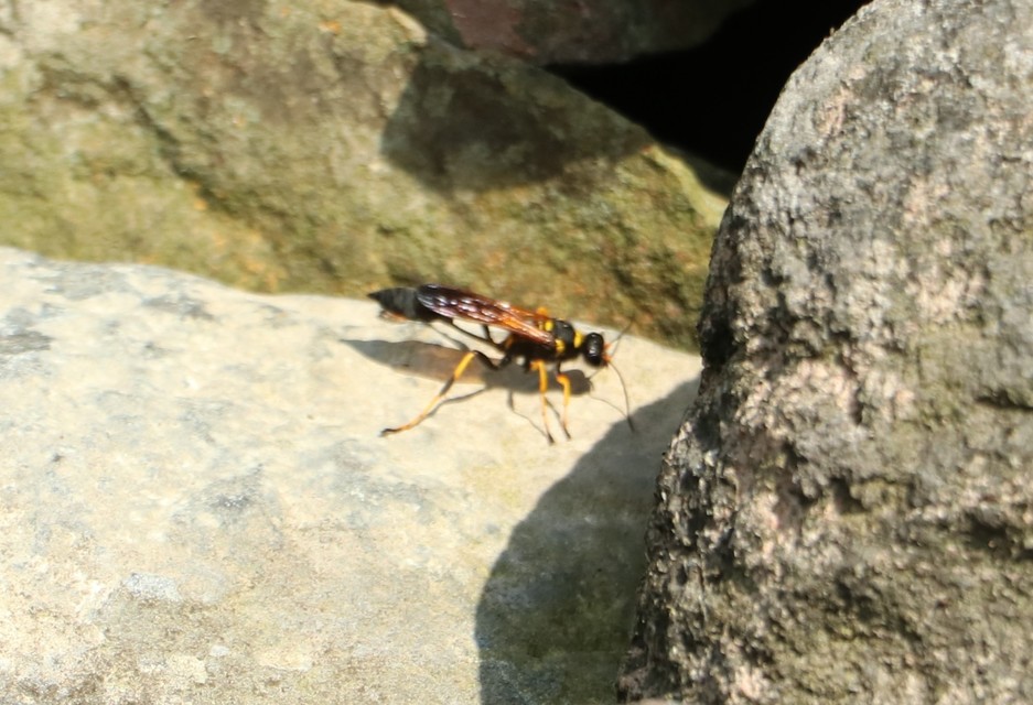 Hymenoptera - Hártyásszárnyúak