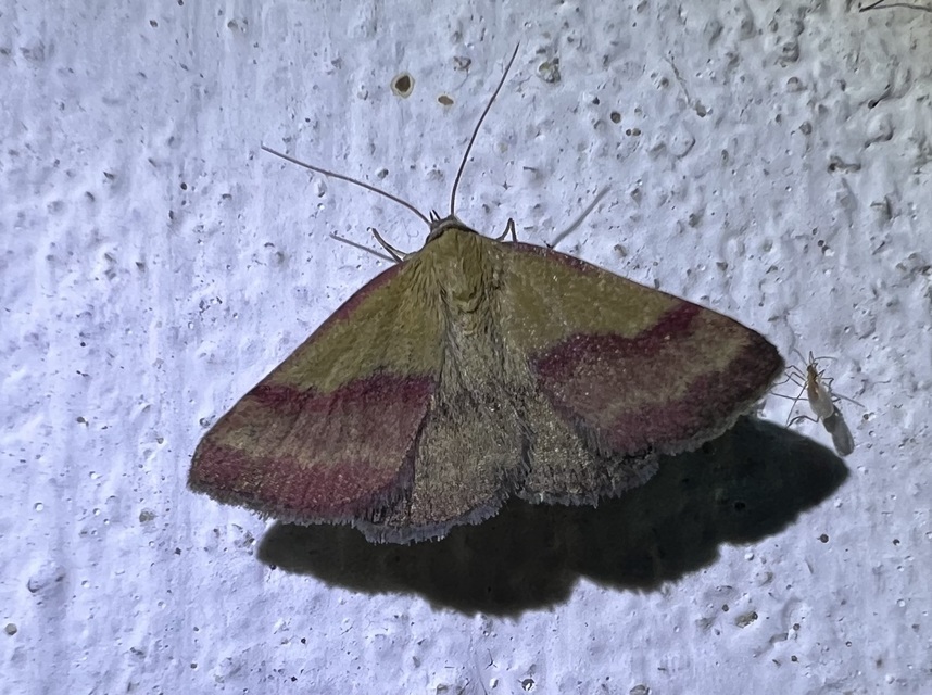 Phytometra viridaria - pirossávos bagoly