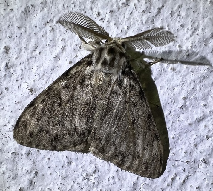 Lymantria monacha - apácalepke