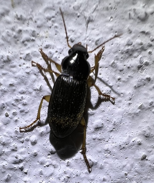 Harpalus griseus - kis selymesfutó