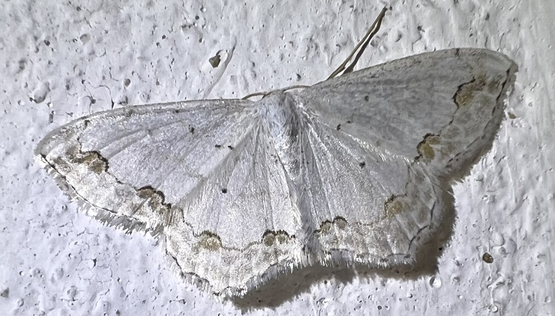Scopula ornata - díszes fehéraraszoló