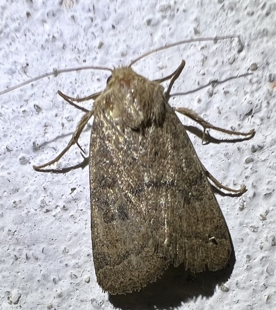 Hoplodrina octogenaria - barna selymesbagoly