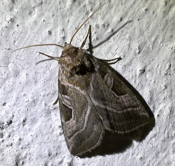 Eucarta virgo - mocsári ametisztbagoly