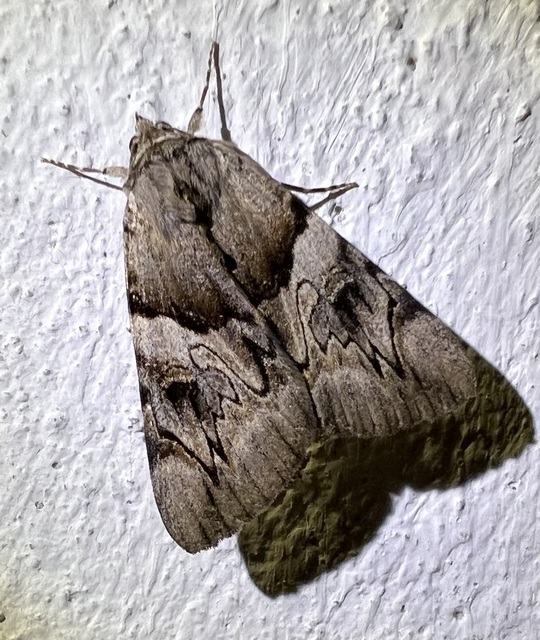 Catocala fulminea - galagonya-övesbagoly