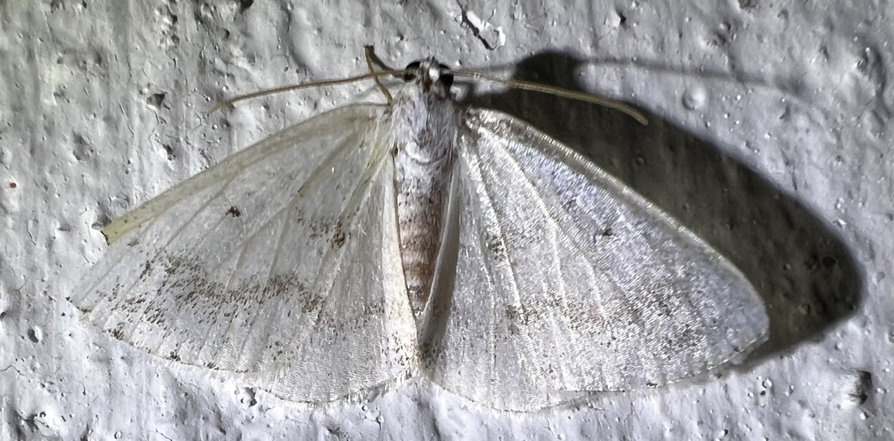 Lomographa temerata - foltos fehéraraszoló