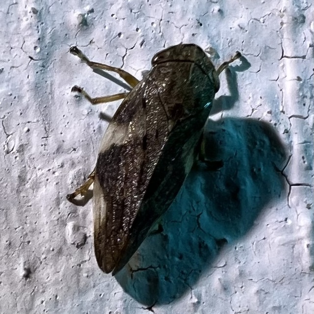 Aphrophora alni