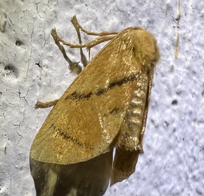 Apoda limacodes - kagylólepke