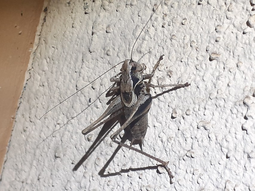 Pholidoptera griseoaptera - szürke avarszöcske