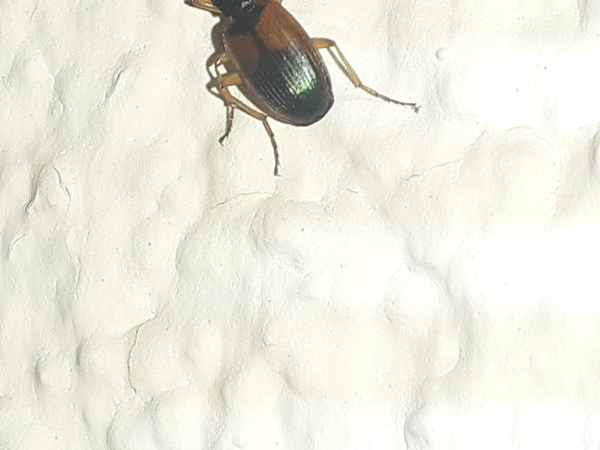 Anchomenus dorsalis - hátfoltos kisfutó