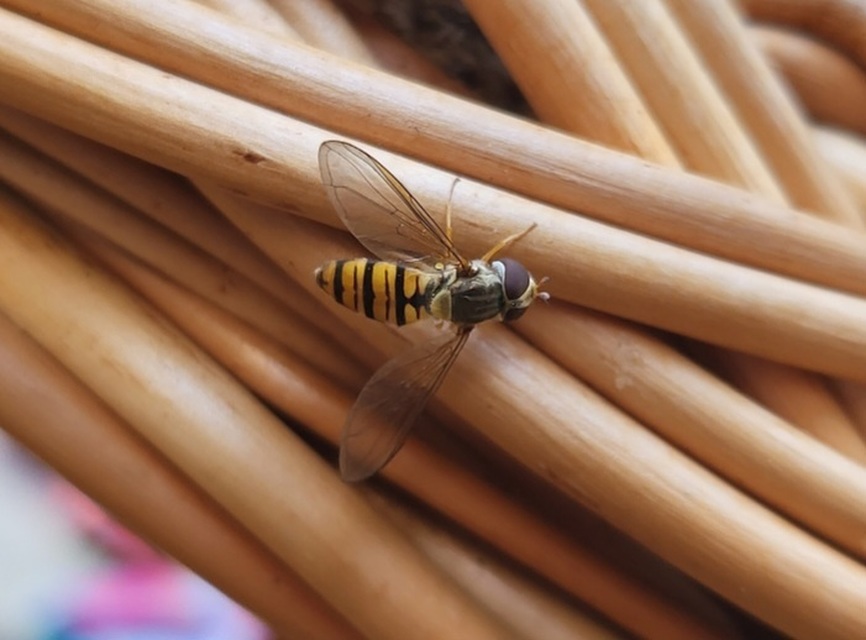 Episyrphus balteatus - ékfoltos zengőlégy