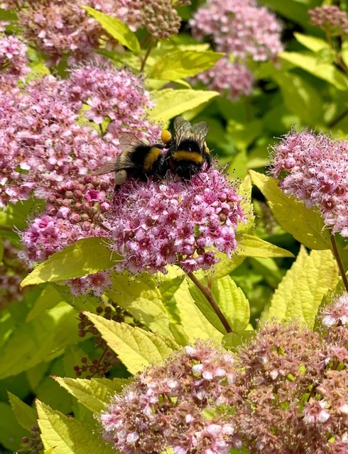 Bombus terrestris/lucorum