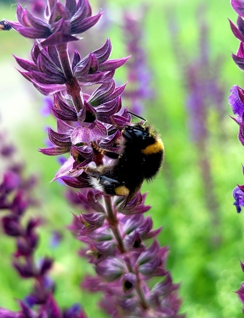Bombus terrestris/lucorum