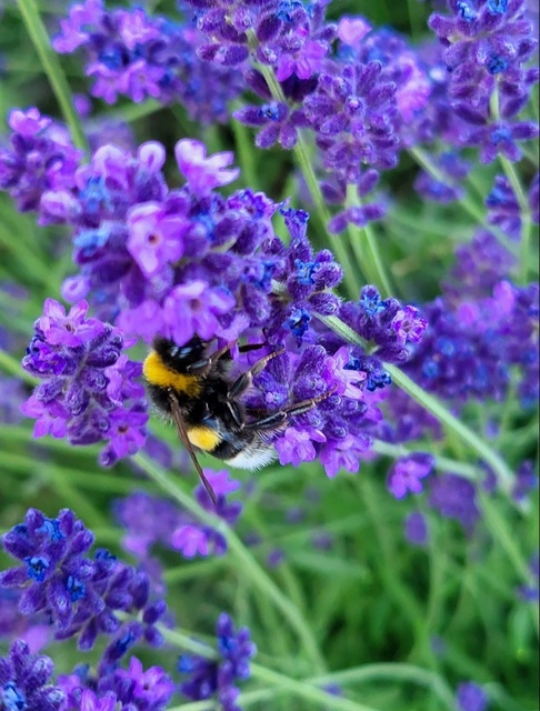 Bombus terrestris/lucorum