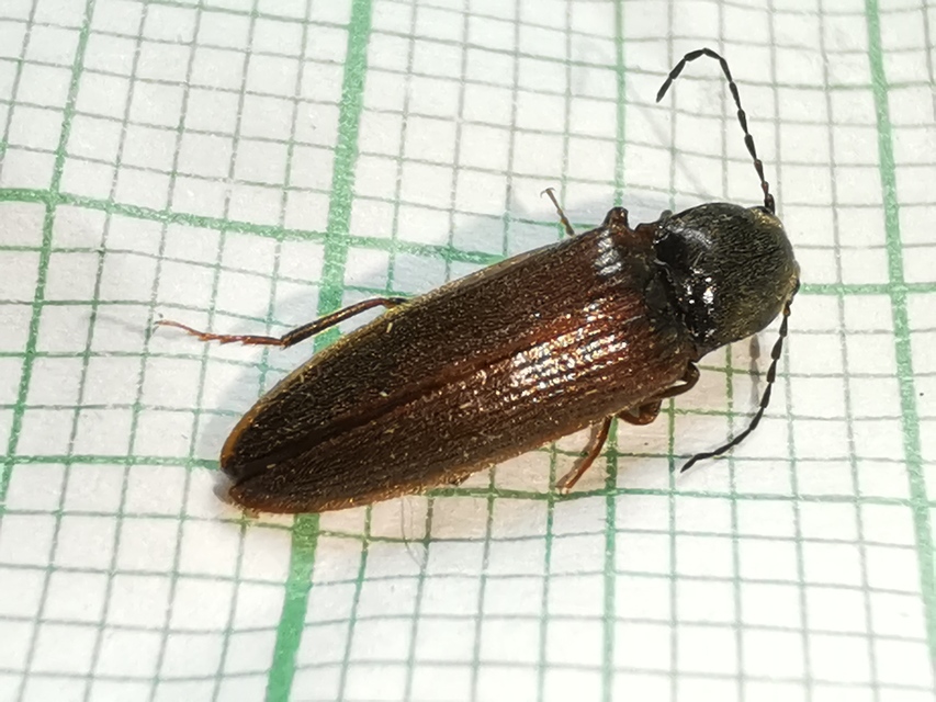 Athous austriacus - osztrák pattanó