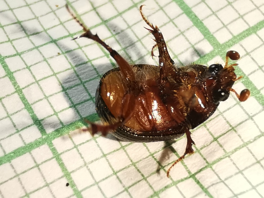 Odonteus armiger - mozgószarvú álganéjtúró