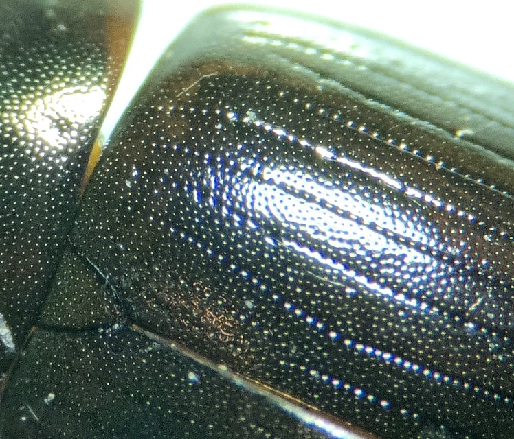 Hydrobius