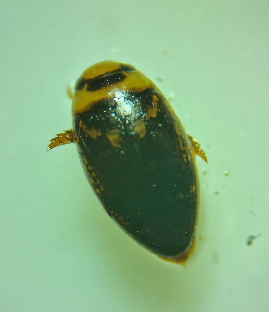 Laccophilus poecilus - tarka bukóbogár