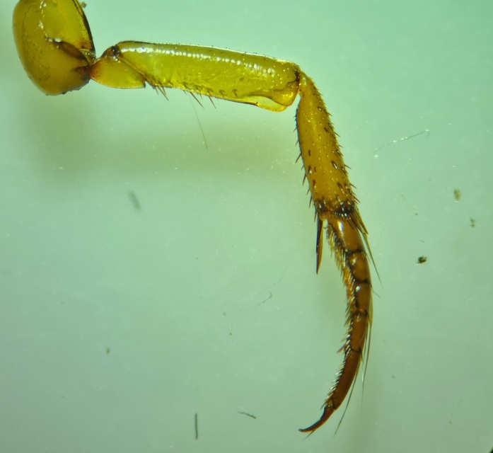 Graphoderus cinereus - gyakori tavicsíkbogár