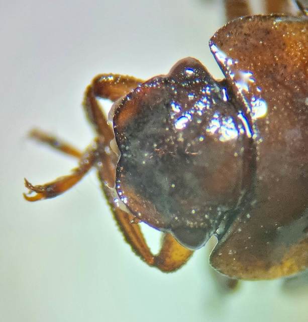 Spercheus emarginatus - ciripelő dajkacsibor