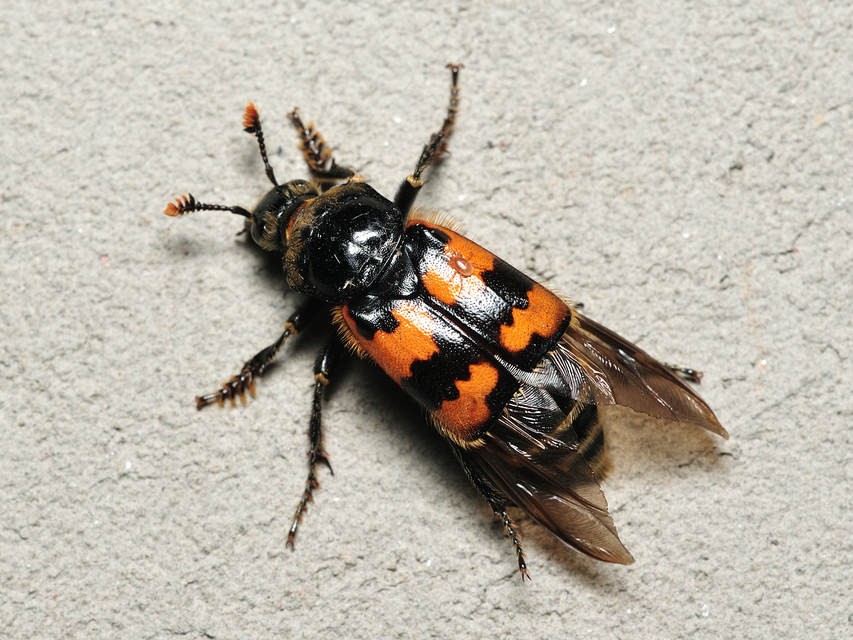Nicrophorus vespillo - közönséges temetőbogár