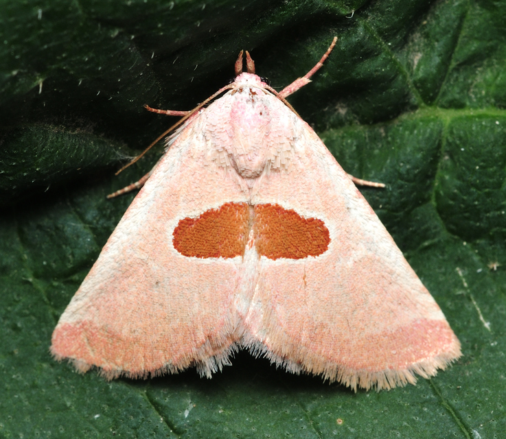 Calymma communimacula - pajzstetűfaló bagoly
