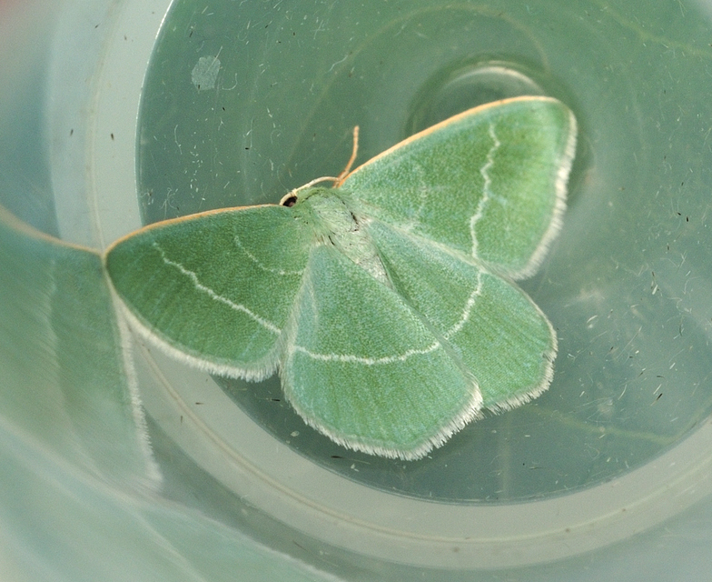 Chlorissa viridata - üdezöld araszoló