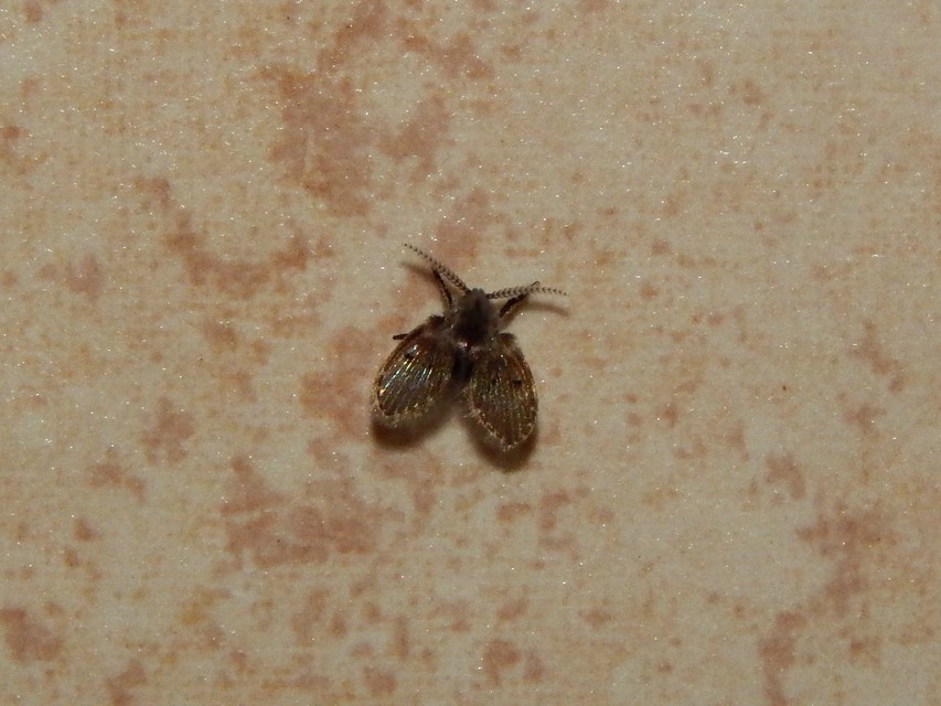 Diptera - Kétszárnyúak