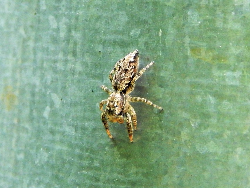 Araneae - Pókok